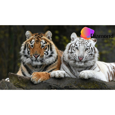 Twee kleuren Tijgers Diamond Painting for you